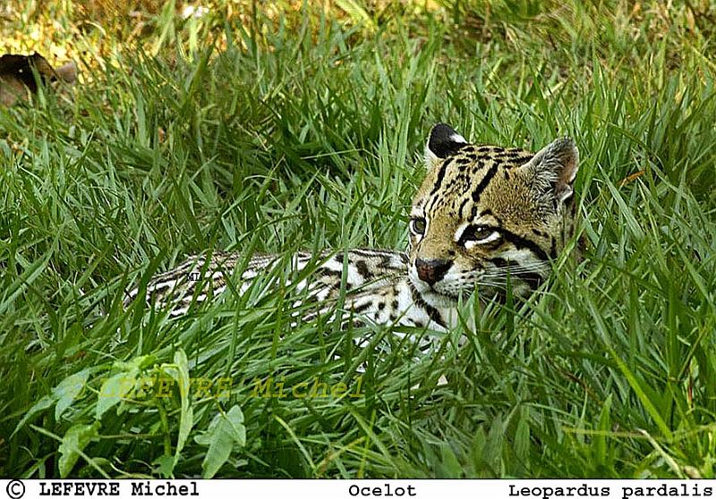 343 Ocelot mâle.jpg - Ocelot mâle - Leopardus pardalis - Pantanal - Mato grosso - Brésil